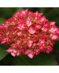 Hydrangea macrophylla Mirai